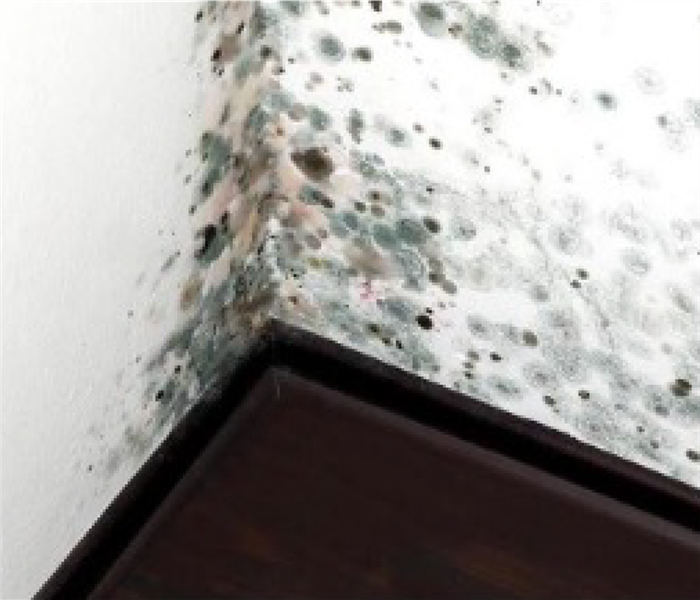 mold growth in corner of walls