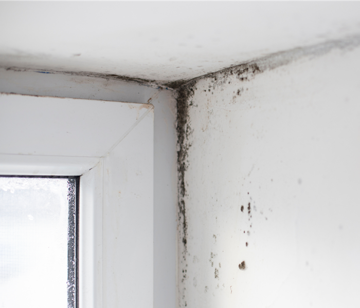 white wall and white window frame; black mold growth in corner